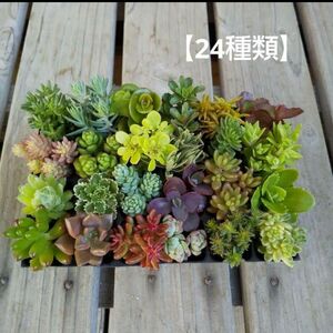 多肉植物　カット苗　24種類 詰め合わせ　ネコポス発送【増量します】