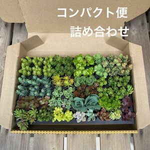 多肉植物　カット苗　コンパクト便　箱いっぱい　詰め合わせ　このまま発送　プラグトレー入り