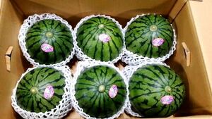 [ free shipping 1 jpy start *] Kumamoto plant production small sphere watermelon .....(6 sphere go in ) * preeminence goods *