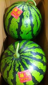 【送料無料1円スタート☆】熊本植木産 羅皇ザ・スウィート7～8kg(2玉入) 家庭用