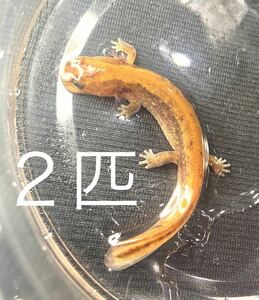  pair super ultimate beautiful extra-large is connector reference uo9~11cm. raw amphibia organism newt salamander frog reference uo