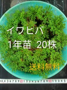 イワヒバ1年苗 20株(抜き苗) [岩ヒバ 岩檜葉 岩松 盆栽]