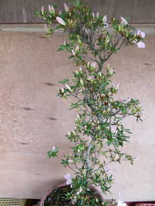  Rhododendron indicum бонсай цветок поэзия ( узор дерево ) 2