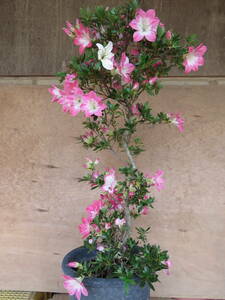  Rhododendron indicum бонсай . птица прекрасный человек ( узор дерево )