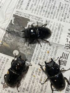 ハーキュリー血統スマトラオオヒラタ同腹♀3頭