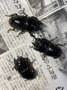 ハーキュリー血統スマトラオオヒラタ♀3頭同腹