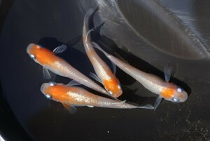 ★早メダカ★ダイアナ妃【西郷めだか様直系】特上種親の稚魚１０匹