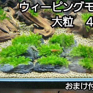 ADA ウィーピングモス　黒溶岩石4個(大粒)　おまけ付き　アクアリウム　レイアウト　水草　苔　ろ材　餌　