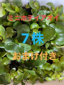 ミニホテイアオイ7株おまけ付き無農薬