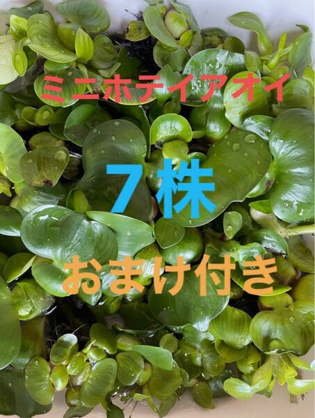 ミニホテイアオイ7株おまけ付き無農薬日曜日までお値下げ