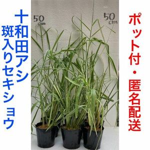 十和田アシ 斑入りセキショウ 寄せ植え ① 抜き苗 ビオトープ 水生植物 湿性植物 抽水植物 水上葉 水草 トワダアシ アルコス