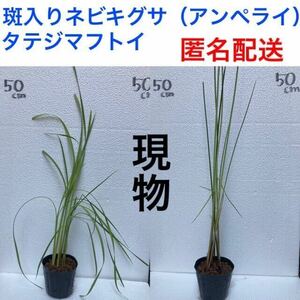 斑入りネビキグサ 斑入りアンペライ タテジマフトイ2ポット 抜き苗 ビオトープ 水生植物 湿性植物 抽水植物 水上葉 水草 現物出品