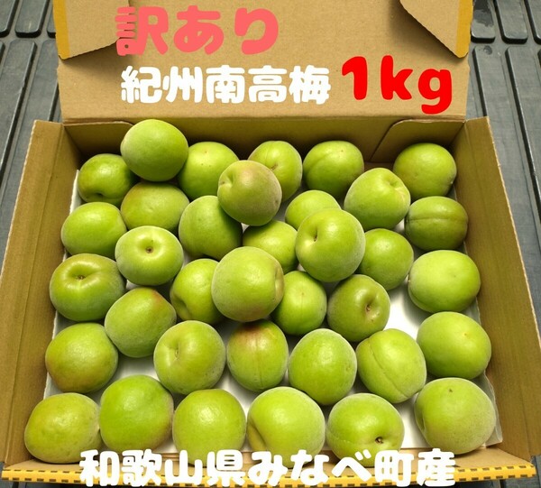 訳あり 紀州南高梅 青梅 1kg Lサイズ以上混合 和歌山県みなべ町産　1