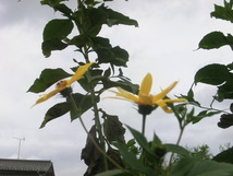 キクイモ　5キロ　健康食材　園芸　きくいも　菜園 フランス紫菊芋　野菜　赤菊芋　　_画像4