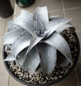 dyckia　Marnier-lapostollei super wide leaf 活着済み ディッキア