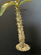 パキポディウム バロニー 実生(1) Pachypodium baronii_画像4