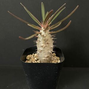 パキポディウム カクチペスPachypodium cactipes