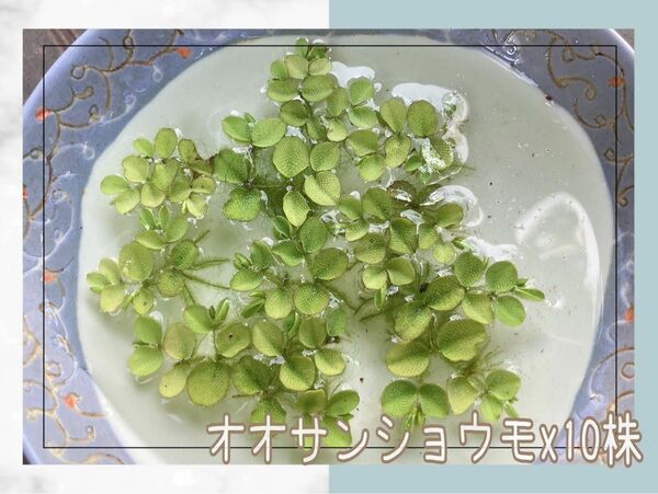 【10株】オオサンショウモ 浮草 水草