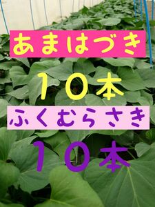 さつまいも苗【あまはづき１０本、ふくむらさき１０本】【ウイルスフリー切り苗】