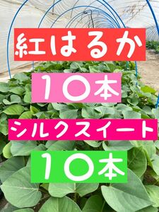 さつまいも苗【紅はるか、シルクスイート各10本】【ウイルスフリー切り苗】