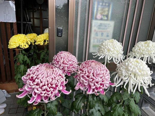 大菊　苗　厚物　あつもの　３本セット　菊花展　菊作り　菊つくり　菊苗