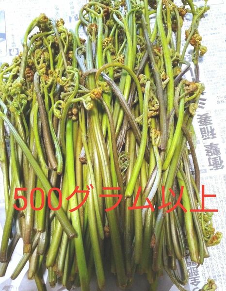 訳あり　採りたて　天然無農薬わらび　500g