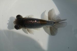 珍魚　青タンリュウ　全長約10㎝