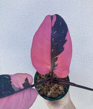 Philodendron ‘pink princess marble king’ / フィロデンドロン ピンクプリンセス　マーブルキング_画像2