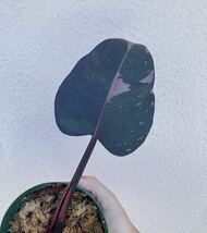 Philodendron ‘pink princess marble king’ / フィロデンドロン ピンクプリンセス　マーブルキング_画像4