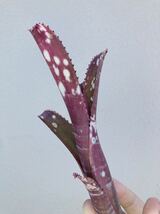 Billbergia ‘Pink dream’ /ビルベルギア ‘ピンク ドリーム’ _画像1