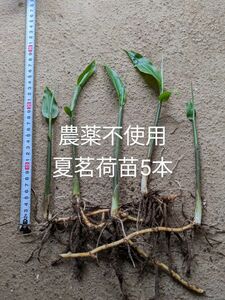 農薬不使用ミョウガの苗5本　茗荷