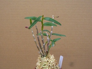 セッコク【長崎産甲竜葉　花舌鈴虫剣】/検索用　長生蘭　山野草　フウラン