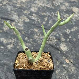 ユーフォルビア　リグノーサ　挿木苗　euphorbia lignosa 多肉植物