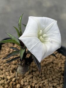 イポメア　シンプレックス　実生苗　ipomoea simplex 珍品　多肉植物　