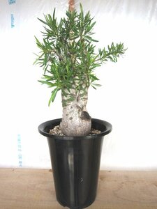 ◆Fouquieria purpusii／フォークイエリア プルプシー 大株 コレクション株◆