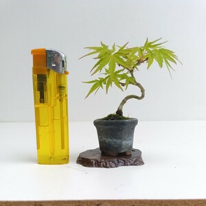  shohin bonsai клен Mai .