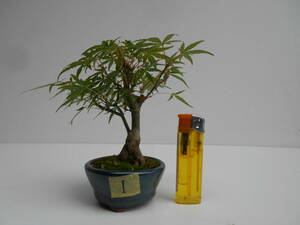  shohin bonsai maple Mai .NO1