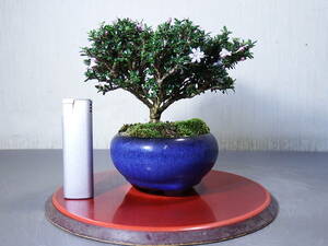  mini bonsai ... number tree (H-11)< service goods >