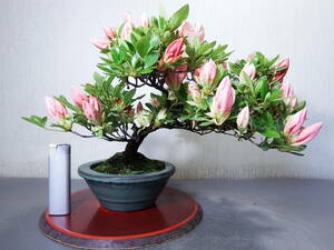  бонсай Rhododendron indicum < гора. свет >(J-12)< сервис товар >