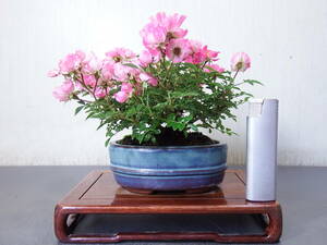  bonsai rose <..>(Q-10)< service goods >
