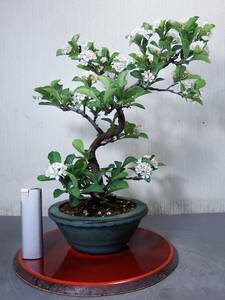  bonsai Japan kamatsuka(B-7)