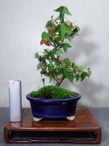  bonsai Tang maple (K-10)< service goods >