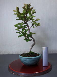  bonsai 100 day .(Q-6)< service goods >