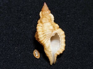 *.* shell * specimen * white shino maki