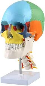 VERY100 高品質　頭蓋骨模型　顎関節　立体パズル 4D 頭蓋骨解剖モデル 実物大 　分解可能　配色 　医学模型 　モデル　歯