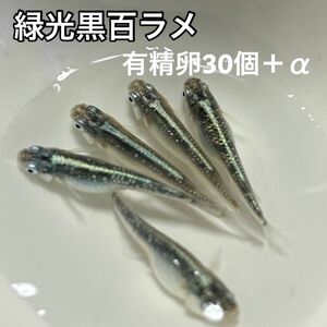 緑光黒百ラメめだか 有精卵30個＋α メダカ めだか