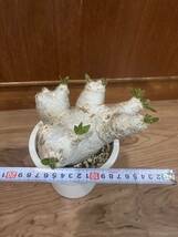 パキポディウム エニグマチカム Pachypodium enigmaticum 塊根　発根済み　_画像2