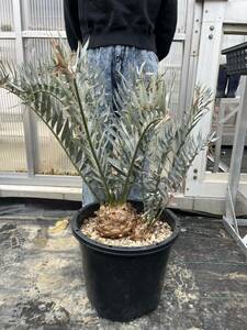 エンセファラルトス　ホリダス　encepharaltos horridus 多頭　分頭　ツイン