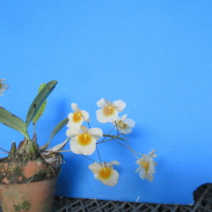 洋蘭 原種 デンドロ Den. aggregatum var majus 花付の画像1
