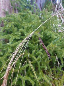 ヒカゲノカズラ　完全天然物　苔テラリウム・アクアリウム　メダカ　金魚の水草・産卵用にどうぞ